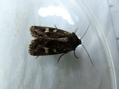 Haworth's Minor